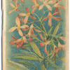 Ceratapetalum gumiferum [Ceratopetalum gummiferum], (Christmas Bush).