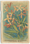 Ceratapetalum gumiferum [Ceratopetalum gummiferum], (Christmas Bush).
