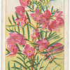 Pink Boronia (Boronia pinnata).