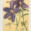 Left hand flower (Scævola hispida).