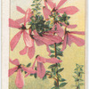 Thyme-leaved Tetratheca (Tetratheca thymifolia).