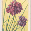 Cornflower, or Vanilla plant (Sowerbaea juncea).