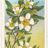 Tea Tree (Leptospermum laevigatum).