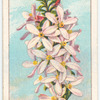 Box-leaved Eriostemon (Eriostemon buxifolius).