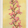 Springback, or Trigger Plant (Stylidium graminifolium).