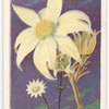 Flannel Flower (Actinopus helianthi).
