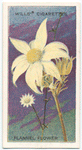 Flannel Flower (Actinopus helianthi).