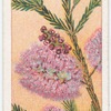 Heath-leaved Tea Tree (Melaleuca ericifolia).