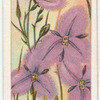 Fringed Violet (Thysanotus tuberosus).