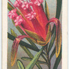 Honey Flower (Lambertia formosa).