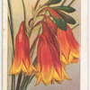 Christmas Bells (Blanfordia flammea).