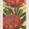 Waratah (Telopea speciosissima).