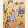 Australian Blue Bell, or Hare Bell (Wahlenbergia gracilis).