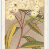 Bloodwood (Eucalyptus corymbosa).