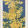 A Golden Wattle (Acacia linifolia).
