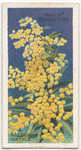A Golden Wattle (Acacia linifolia).
