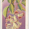 Wonga Wonga Vine (Tecoma australis).