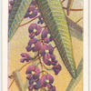 False Sarsaparilla (Hardenbergia monophylla).