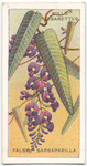 False Sarsaparilla (Hardenbergia monophylla).