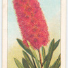Crimson Bottle Brush (Callistemon lanceolatus).
