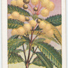 Saw-leaved Callicoma (Callicoma serratifolia).