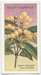 Saw-leaved Callicoma (Callicoma serratifolia).