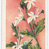 Corymb-flowered Teucrium (Teucrium corymbosum).