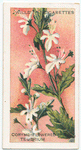 Corymb-flowered Teucrium (Teucrium corymbosum).