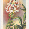 Speedwell (Veronica derwentia).