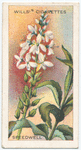 Speedwell (Veronica derwentia).