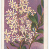 Native Box (Bursaria spinosa).