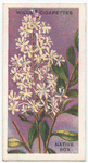 Native Box (Bursaria spinosa).