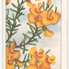 Heath-leaved Dillwynia (Dyllwynia ericifolium).
