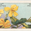 Native Primrose (Goodenia geniculata).