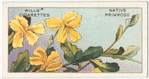 Native Primrose (Goodenia geniculata).