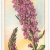 Purple Loose-strife (Lythrum salicaria).