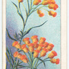 Everlasting Flower (Helichrysum semipapposum).
