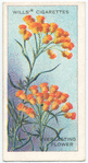 Everlasting Flower (Helichrysum semipapposum).
