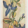 Lobelia (Lobelia dentata).