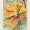 Christmas Bush, or Fire Tree (W.A.) (Nuytsia floribunda).
