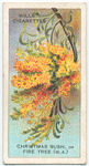 Christmas Bush, or Fire Tree (W.A.) (Nuytsia floribunda).