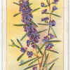 Hovea (Hovea trisperma).