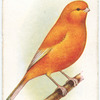 Norwich Canary (Plainhead).