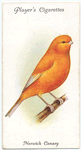 Norwich Canary (Plainhead).