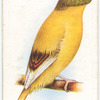 Dark Crested Norwich Canary.