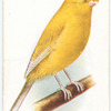 Clear Crest-Bred Canary.