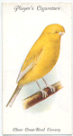 Clear Crest-Bred Canary.