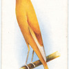 Yorkshire Canary.