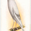White Yorkshire Canary.