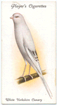 White Yorkshire Canary.